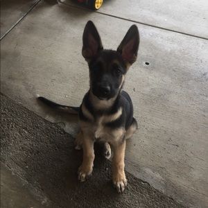 Meet your Posher, Leonardo